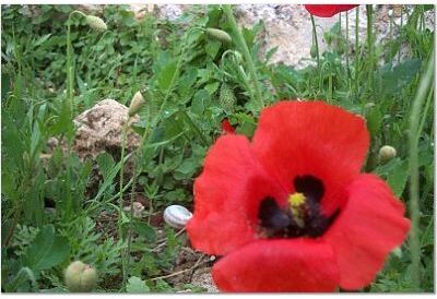 Poppy_flower.jpg (30908 bytes)