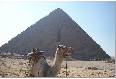 camel.jpg (19139 bytes)